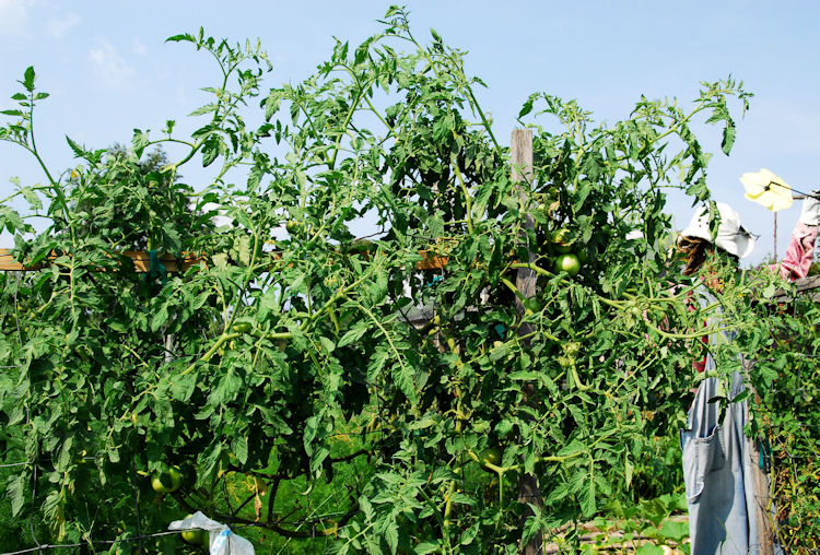 XXX Veggie Garden Porn August Update Very Graphic Democratic